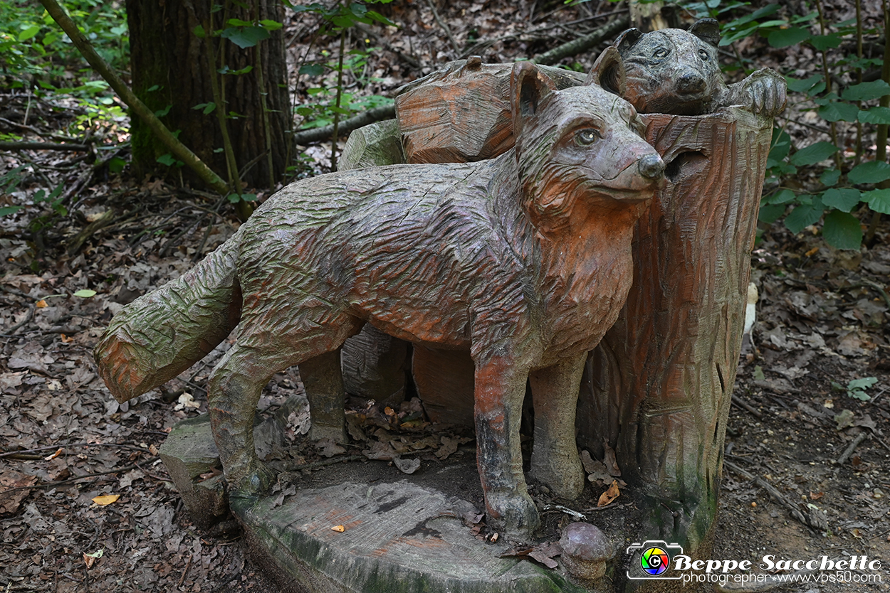 VBS_4761 - Il bosco fatato - Montaldo Roero.jpg